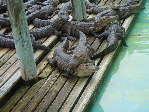 alligators-at-gatorland
