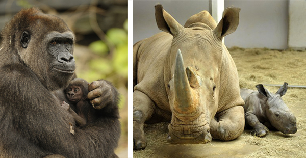 Baby gorilla and rhino photos from Animal Kingdom