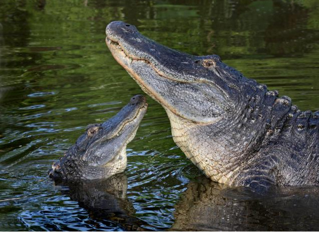 Gatorland has hundreds of alligators