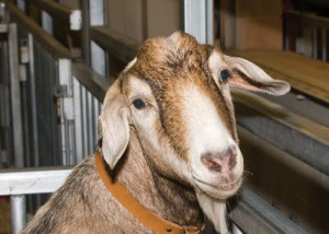 Goat Show at the Fair