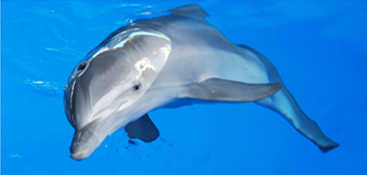 Photo of Winter the dolphin